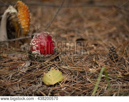 Amanita Muscaria, Fly Agaric, Poisonous Mushrooms With Red Pileus In Autumn Forest. Blur Background