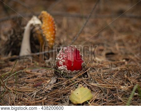 Amanita Muscaria, Fly Agaric, Poisonous Mushrooms With Red Pileus In Autumn Forest. Blur Background