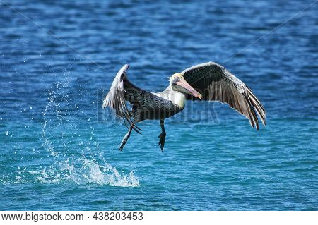 Brown Pelican (pelecanus Occidentalis) In Flight, Carriacou Island, Grenada.