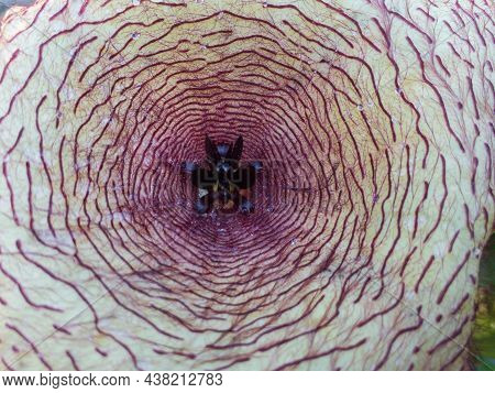 Closeup Of A Stapelia Gigantea Cactus Flower