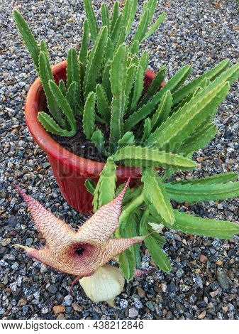 Closeup Of A Stapelia Gigantea Cactus With Flowers