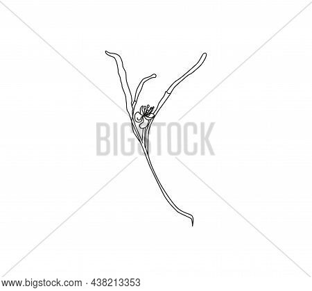 Annual Herbaceous Plant Celandine, Celandine Root, Medicinal Plant. Non-traditional Medicine.