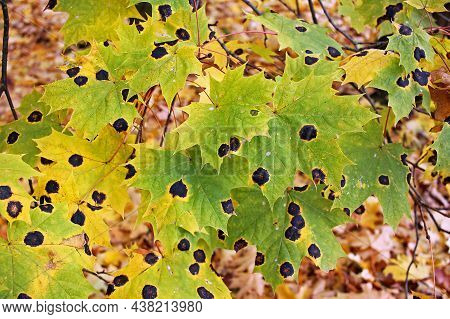 Rhytisma Acerinum Fungus On Maple Leaf. Rhytisma Acerinum Is A Plant Pathogen That Commonly Affects 
