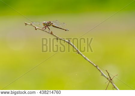 A Dragonfly Perched On A Twig In A Meadow, On A Warm Day, Copy Space And Nature Concept