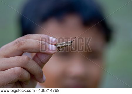 A Child Holding A Grasshopper, Grasshoppers Are A Means Of Playing For Children In The Countryside. 