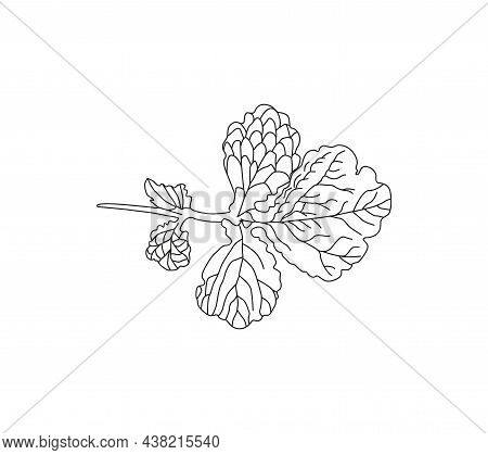 Annual Herbaceous Plant Celandine, Celandine Root, Medicinal Plant. Non-traditional Medicine.