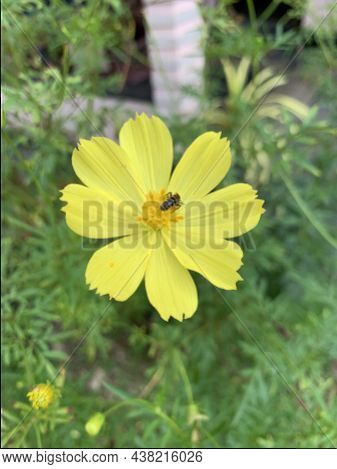 A Close Up Shot Beautiful Yellow Cosmos Flower With Bee And Bees Have A Symbiotic Relationship With 