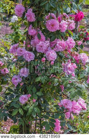 Rose Rudolfina. Selected Sorts Of Exquisite Roses For Parks, Gardens, Beds, Borders, Decoration. Sum