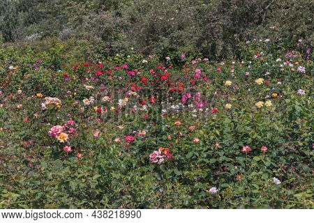 Selected Sorts Of Exquisite Roses For Parks, Gardens, Beds, Borders, Decoration. Summer Landscape