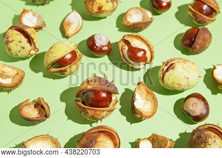 Creative Composition Made Of Chestnuts Close Up On Sunlit Green Background. Nature Consept. Falll An