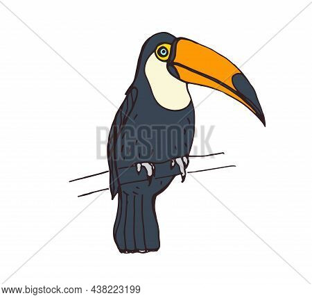Tropical Toucan. Exotic Jungle Bird With Big Beak Sitting On Branch. Realistic Drawing Of South Amer