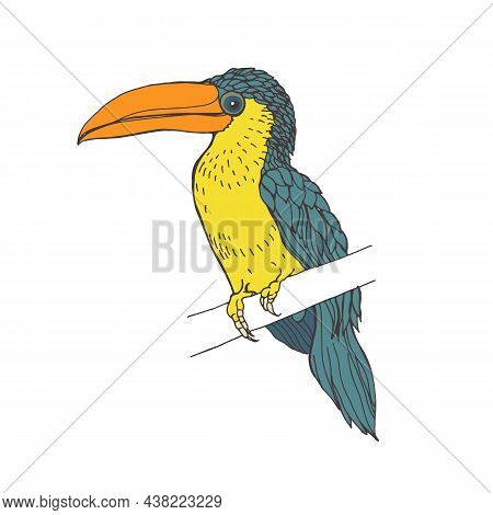 Curl-crested Aracari With Long Beak. Tropical Curly Bird. Realistic Drawing Of Exotic Amazonian Jung