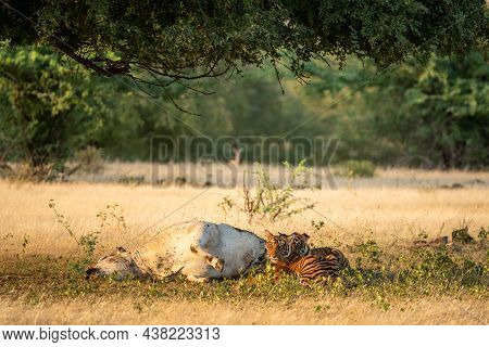 Two Tiger Cubs With Cattle Or Cow Kill. Real Threat Or Conservation Issue Where Tiger Kill Stray Or 