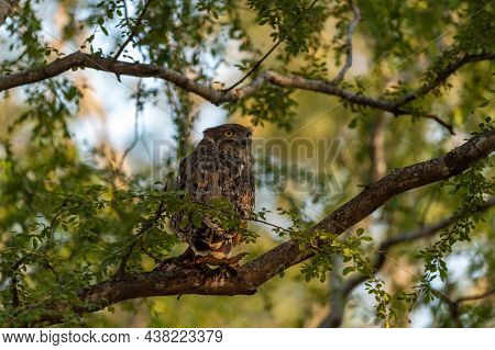 Brown Fish Owl Or Bubo Zeylonensis Or Ketupa Zeylonensis Perched On Tree With Frog Kill In His Claw 
