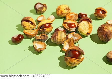 Creative Composition Made Of Chestnuts Close Up On Sunlit Green Background. Nature Consept. Falll An