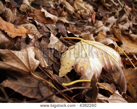 Leafes 텍스처