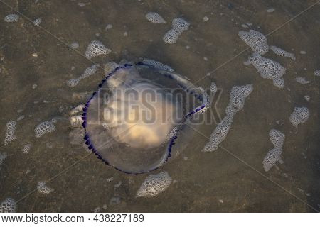 Big Barrel Jellyfish Near The Shore Close Up,rhizostoma Pulmo Is Found In The Adriatic, Mediterranea