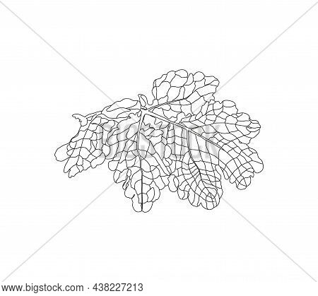 Annual Herbaceous Plant Celandine, Celandine Root, Medicinal Plant. Non-traditional Medicine.
