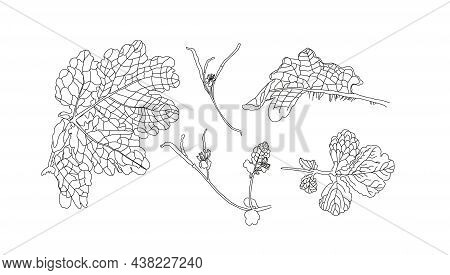 Annual Herbaceous Plant Celandine, Celandine Root, Medicinal Plant. Non-traditional Medicine.