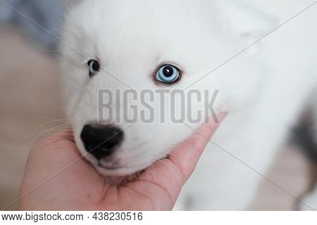 Woman's Hand Stroking Her White Laika Dog. Puppy With Blue Eyes Looking At Camera. Portrait Of Pureb