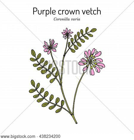 Crownvetch, Or Purple Crown Vetch Securigera, Or Coronilla Varia , State Plant Of Pennsylvania. Hand