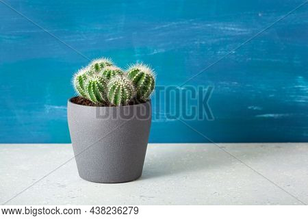 green houseplant cactus parodia warasii