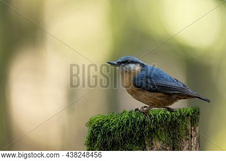 A Nuthatch Songbird Looking For Food At A Fence In A Forest In Hanau, Hesse Germany At A Sunny Morni