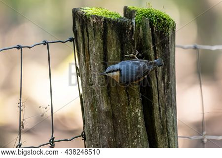 A Nuthatch Songbird Looking For Food At A Fence In A Forest In Hanau, Hesse Germany At A Sunny Morni