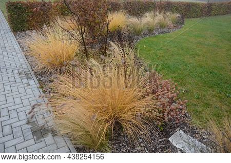 Flowerbed With Ornamental Grasses Dry Leaves In The Autumn Sun Shines Yellow Bunches Of Leaves. In T