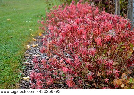 Flowerbed With Ornamental Grasses Dry Leaves In The Autumn Sun Shines Yellow Bunches Of Leaves. In T