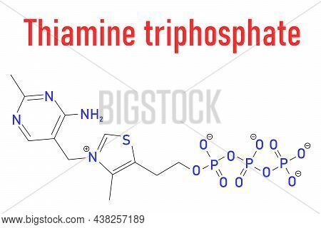 Thiamine Triphosphate Molecule. Skeletal Formula. Chemical Structure