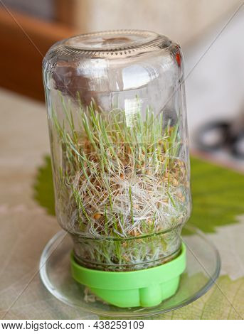 Young Sprouted Wheat In A Glass Jar On A Dark At Home With Ears Of Wheat. Organic Grains Good For Sa