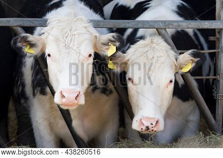 Young Hereford Cows Faces In A Cowshed Or Barn. Hereford Beef Cattle Business, Uk