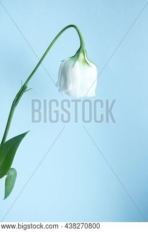 One White Flower With Drooping Bud On A Blue Background
