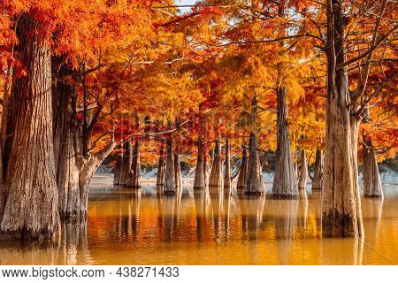 Trees In Water With Orange Needles. Autumnal Swamp Cypresses On Lake With Reflection.