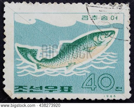 Republic Of North Korea - Circa 1966: Postage Stamp 'pink Salmon - Oncorhynchus Gorbuscha' Printed I