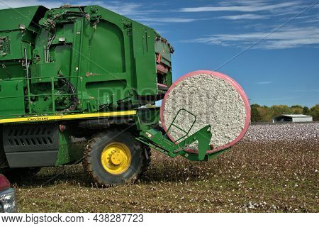 Cotton Harvest In Full Swing