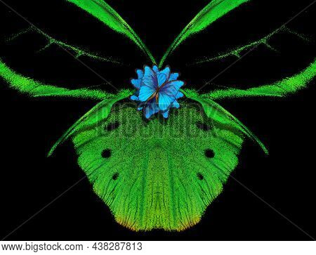 Tropical Butterfly Wings Ornament. Bright, Colorful Orchid Flower From Butterflies. Exotic Tropical 