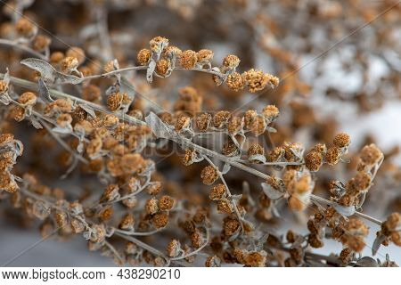 Dried Wormwood Herb, Artemisia Absinthium, Close Up, Macro Photography.