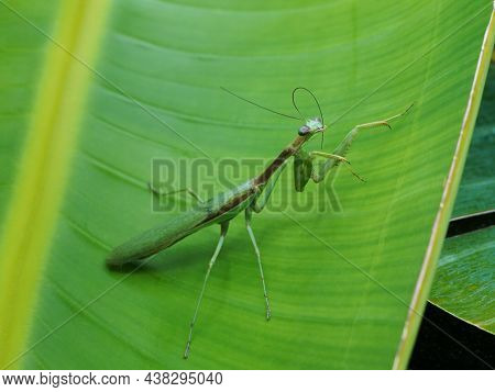 Praying Mantis On A Palm Leaf Cleaning Its Antennae.