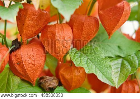 The Physalis Berry In Red Shell On Branch. Orange Lanterns Of Physalis Among Green Leaves. Physalis 