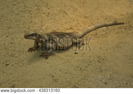 The Common Chuckwalla (sauromalus Ater) In Zoo.