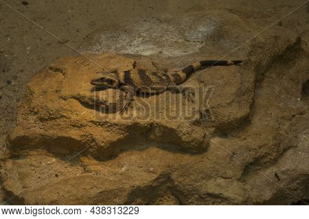 The Common Chuckwalla (sauromalus Ater) In Zoo.