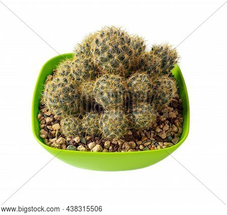 Potted Texas Nipple Cactus Isolated On A White Background. Cacti Mammillaria Prolifera Grow In A Squ