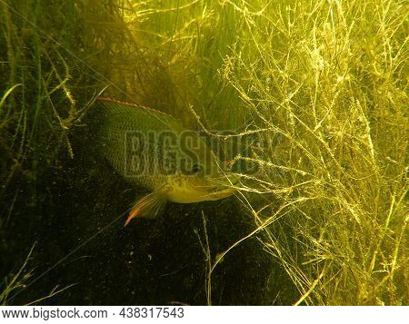 Mozambique Tilapia Peaking From Dense Aquatic Weeds (oreochromis Mossambicus)