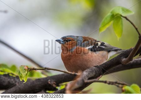 Common Chaffinch Sits On A Branch In Spring On Green Background. Beautiful Songbird Common Chaffinch