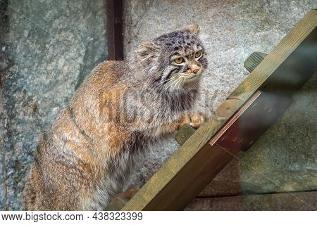 Wild Cat Manul Or Pallas's Cat, Lat. Otocolobus Manul, In The Zoo, Manul Is A Small Wild Cat With Lo