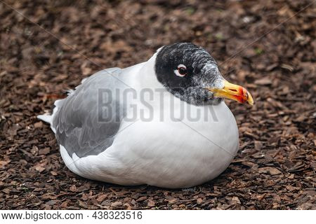 Pallas's Gull, Ichthyaetus Ichthyaetus, Also Known As The Great Black-headed Gull Sitting On The Nes