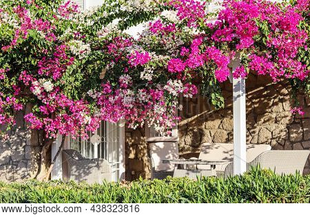 Beautiful Pink And White Begonville Flowers On Traditional Summer House. Mediterranean Plants In The