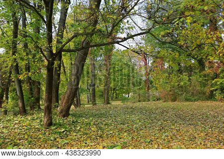 Autumn scene in park. Take in Alexandriya park in Ukraine